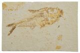 Fossil Fish (Diplomystus) - Green River Formation #217563-1